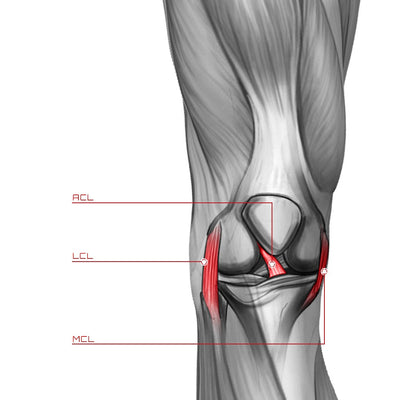 ACL, MCL, LCL Sprain – Zamst.us